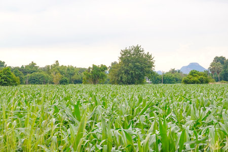 Green corn field at summer, closeup of corn field. Nature backgroundの写真素材