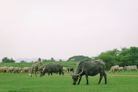 Herd of buffalo grazing in a green meadow on a sunny dayの写真素材