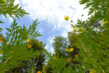 Yellow cosmos flowers and blue sky with white clouds in the background.