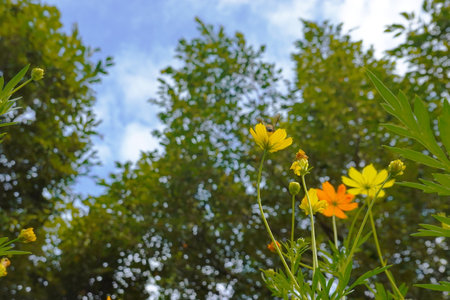Yellow cosmos flowers and blue sky with white clouds in the background.の写真素材