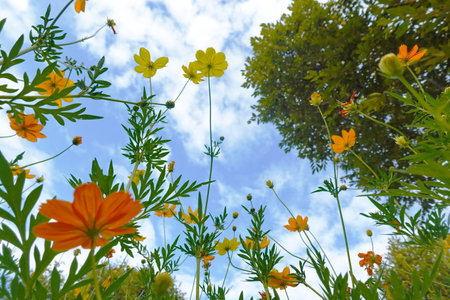 Yellow cosmos flowers and blue sky with white clouds in the background.の写真素材