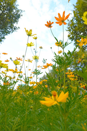 Yellow cosmos flowers and blue sky with white clouds in the background.の写真素材