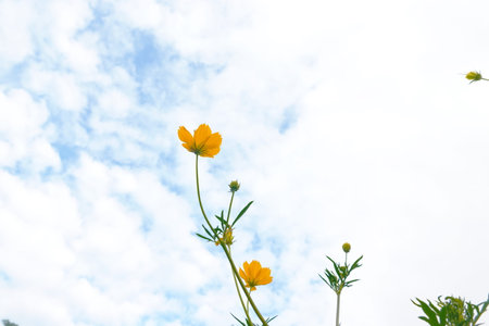 Yellow cosmos flowers and blue sky with white clouds in the background.の写真素材