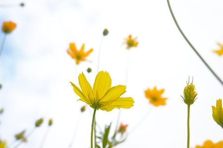 Yellow cosmos flowers and blue sky with white clouds in the background.の写真素材