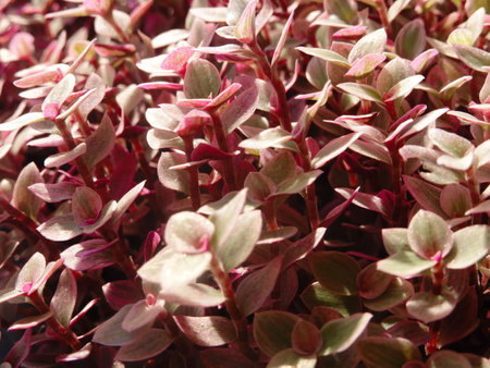 Close up of red and green leaves of ornamental plants in the gardenの写真素材