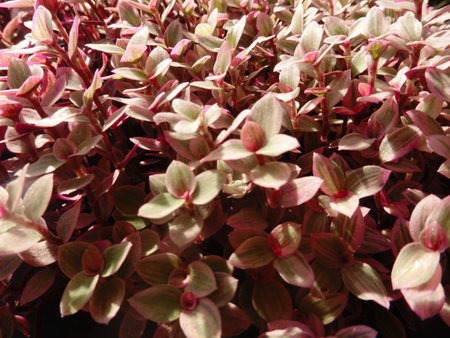 Close up of red and green leaves of ornamental plants in the gardenの写真素材