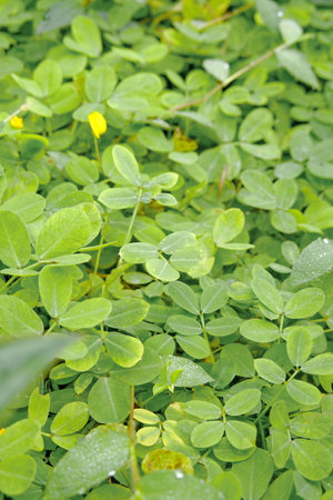 Green leaves background. Green leaves texture. Green leaf texture backgroundの写真素材