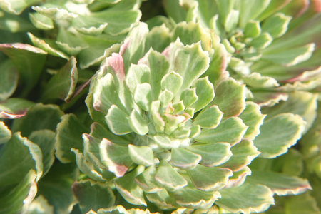Blurred background of a succulent plant, selective focus, soft focusの写真素材