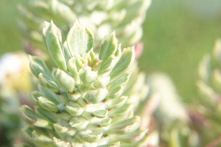Blurred background of a succulent plant, selective focus, soft focusの写真素材