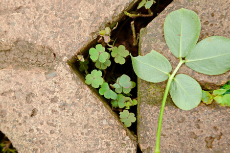 Basil plant in the hole of cement wall,Thailand.の写真素材