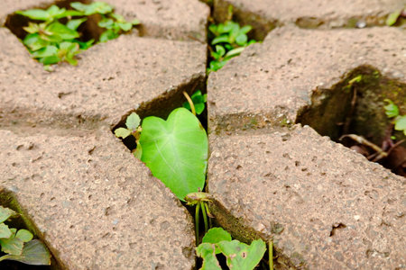 Green leaf growing through crack in the brick wall, natural background.の写真素材