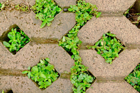 Green grass growing through the brick wall, closeup of photo.の写真素材