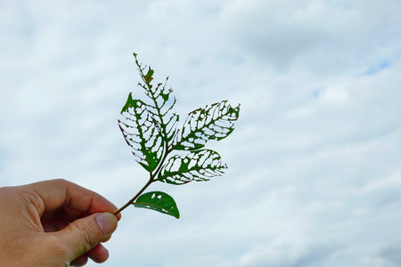 A hole in a leaf caused by insects, holding the leaf up to the skyの写真素材