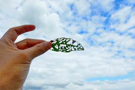 A hole in a leaf caused by insects, holding the leaf up to the sky
