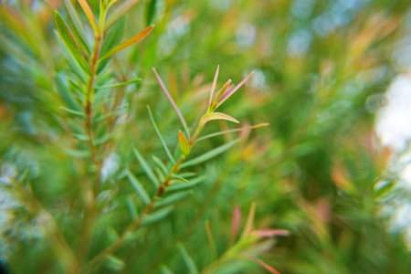 Melaleuca bracteata macro leaves small world