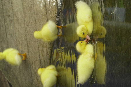 The ducklings and the mother duck went out to find food on the farm.の写真素材