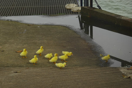The ducklings and the mother duck went out to find food on the farm.の写真素材