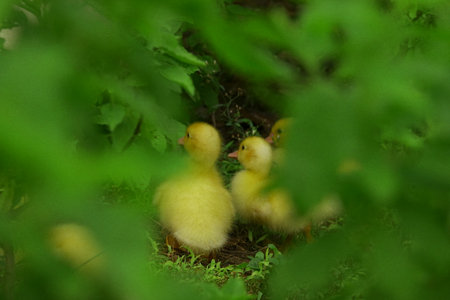 The ducklings and the mother duck went out to find food on the farm.