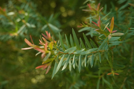 Melaleuca bracteata macro leaves small worldの写真素材