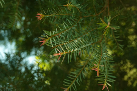 Melaleuca bracteata macro leaves small world