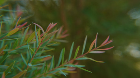 Melaleuca bracteata macro leaves small world