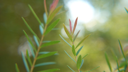 Melaleuca bracteata macro leaves small world