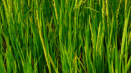 Rice field agriculture grain food yield seasonの写真素材
