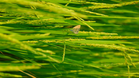 Rice field agriculture grain food yield seasonの写真素材