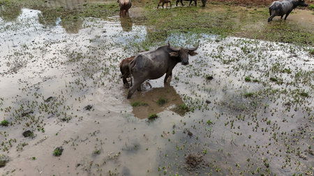 top view aerial uav buffalo landscape.Thai buffalo herd standing in the meadow,Buffalo in the...