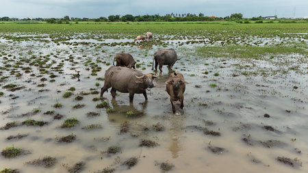 top view aerial uav buffalo landscape.Thai buffalo herd standing in the meadow,Buffalo in the countrysideの写真素材