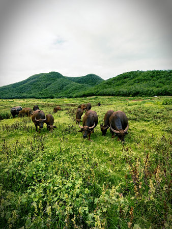 aerial photography ducumentary Herd of cows grazing on the meadow near the lake at sunsetの写真素材