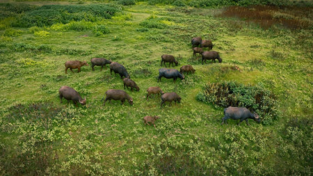 A herd of water buffalo grazes peacefully in a vibrant green pasture, surrounded by rolling hills under a soft, cloudy sky. This serene rural landscape captures the essence of tranの写真素材