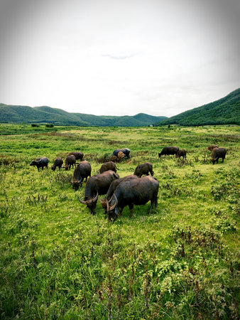 A herd of water buffalo grazes peacefully in a vibrant green pasture, surrounded by rolling hills...