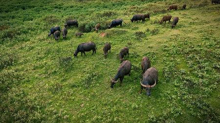 A herd of water buffalo grazes peacefully in a vibrant green pasture, surrounded by rolling hills...