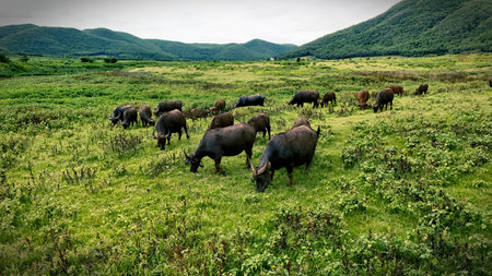 A herd of water buffalo grazes peacefully in a vibrant green pasture, surrounded by rolling hills...