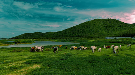 aerial photography ducumentary Herd of cows grazing on the meadow near the lake at sunsetの写真素材