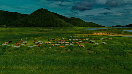Aerial photography ducumentary Herd of cows grazing on the meadow near the lake at sunsetの写真素材