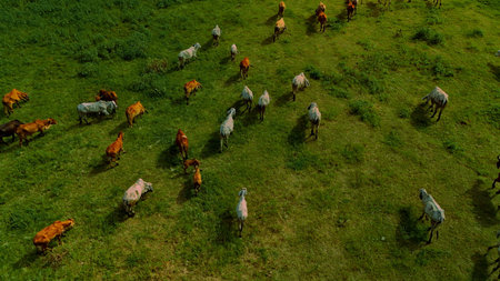 aerial photography documentary Herd of cows grazing on the meadow near the lake at sunsetの写真素材
