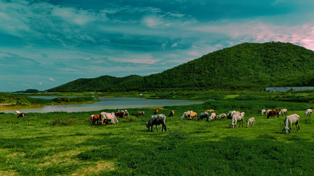aerial photography ducumentary Herd of cows grazing on the meadow near the lake at sunsetの写真素材