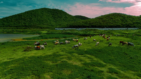 aerial photography ducumentary Herd of cows grazing on the meadow near the lake at sunsetの写真素材