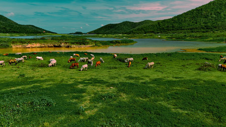 aerial photography ducumentary Herd of cows grazing on the meadow near the lake at sunsetの写真素材