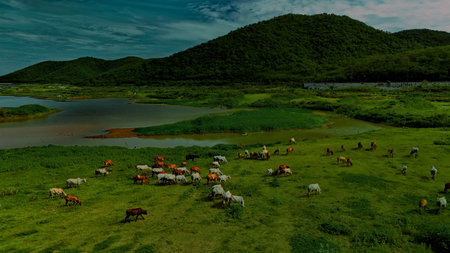 aerial photography ducumentary Herd of cows grazing on the meadow near the lake at sunsetの写真素材