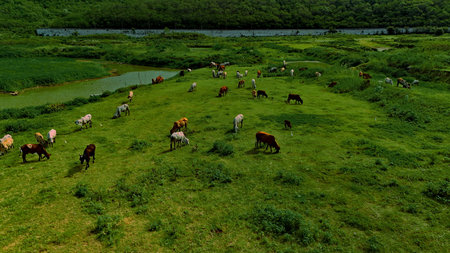 aerial photography ducumentary Herd of cows grazing on the meadow near the lake at sunsetの写真素材