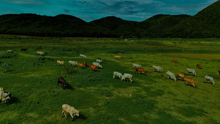 aerial photography ducumentary Herd of cows grazing on the meadow near the lake at sunsetの写真素材