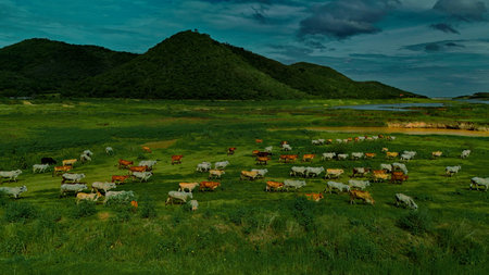 Aerial photography ducumentary Herd of cows grazing on the meadow near the lake at sunset