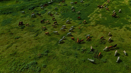 Aerial photography documentary Herd of cows grazing on the meadow near the lake at sunsetの写真素材