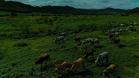 Aerial photography documentary Herd of cows grazing on the meadow near the lake at sunsetの写真素材