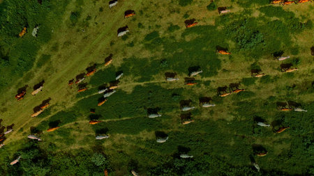 Aerial photography ducumentary Herd of cows grazing on the meadow near the lake at sunsetの写真素材