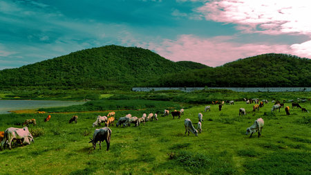 Aerial photography ducumentary Herd of cows grazing on the meadow near the lake at sunset