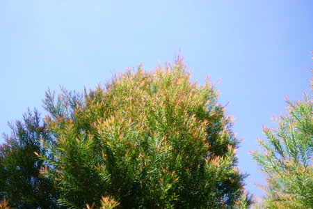 Melaleuca bracteata macro leaves small worldの写真素材